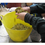 Breaking up hops