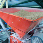 Grain in the hopper