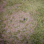 Hop circles in the mash